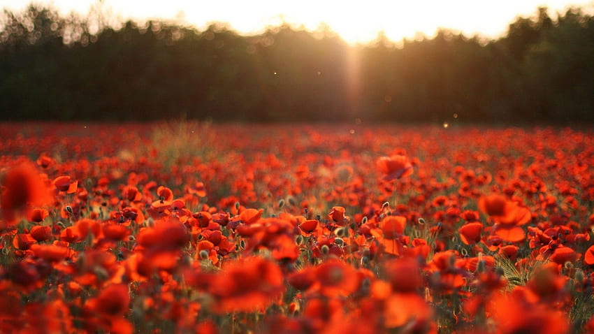 Poppy Flower HD wallpaper | Pxfuel