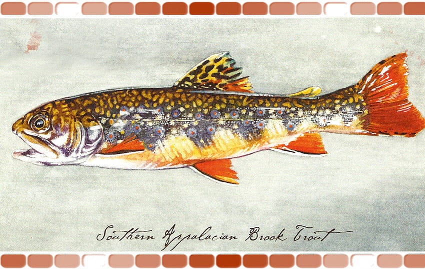 Southern Appalacian Brook Trout 5, animal, art, watercolor, trout, brook trout, appalacian, artwork, wide screen, wildlife, painting, fish HD wallpaper
