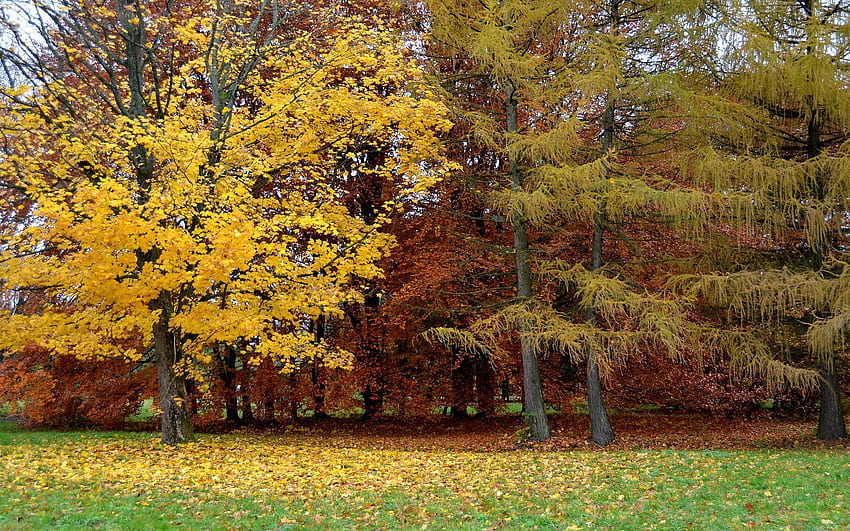 ธรรมชาติ ต้นไม้ ฤดูใบไม้ร่วง สวนสาธารณะ ใบไม้ร่วง ตก ลิทัวเนีย วอลล์เปเปอร์ HD