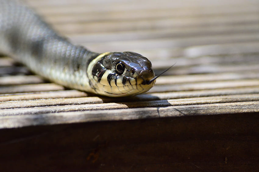 สัตว์ สัตว์เลื้อยคลาน งู ภาษา ลิ้น วอลล์เปเปอร์ HD