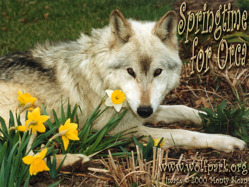 La primavera è finalmente arrivata, lupi, animali, lupo bianco, natura, primavera Sfondo HD