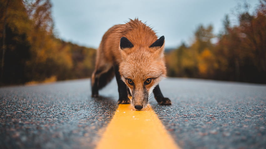 fox, asphalt, markup, sniff HD wallpaper