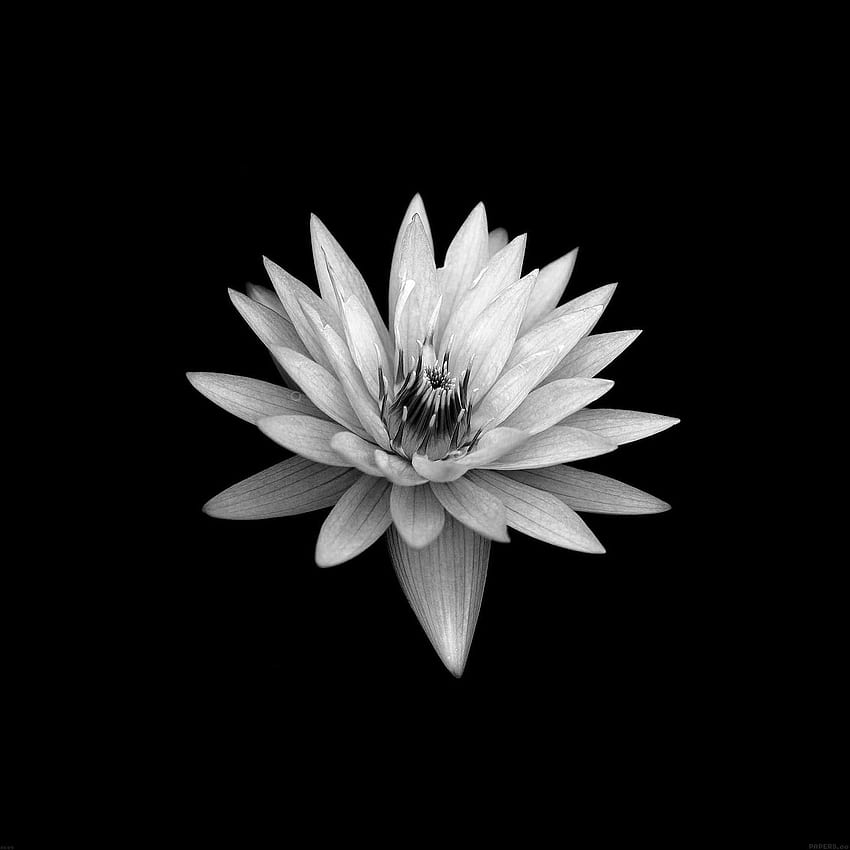 Dark Flower Black Xperia Z Background, Real Dark Floral HD phone wallpaper