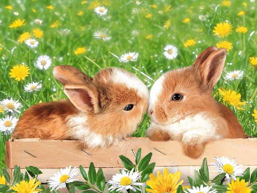 Flora dan fauna, kelinci, ciuman, alam, bunga Wallpaper HD