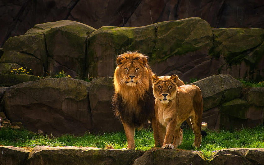 ライオンと雌ライオン、ライオンのカップル 高画質の壁紙
