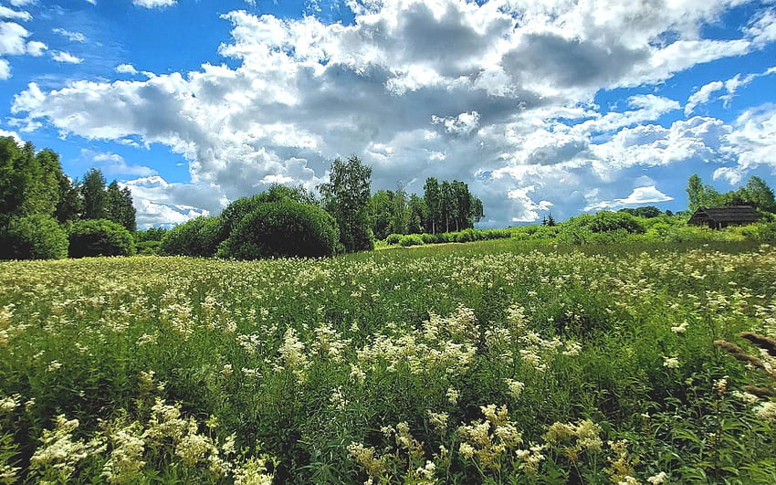 Meadowsweet Meadow, clouds, Latvia, meadow, meadowsweets HD wallpaper