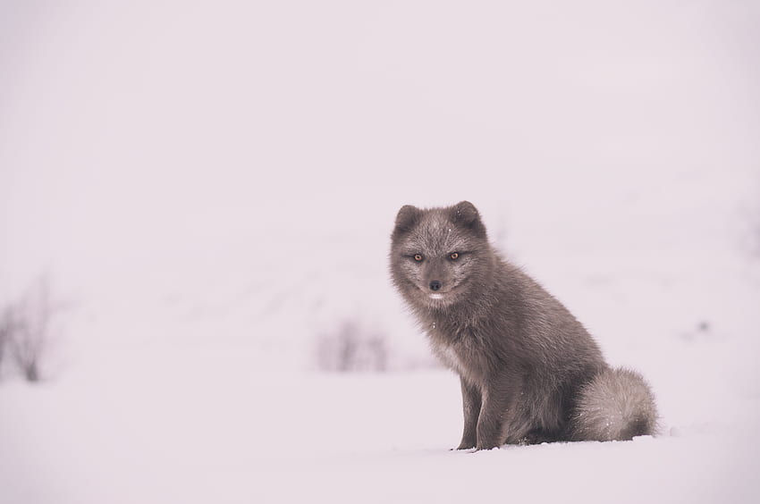 동물, 눈, 앉아있다, 앉아있다, 북극여우, 북극여우 HD 월페이퍼