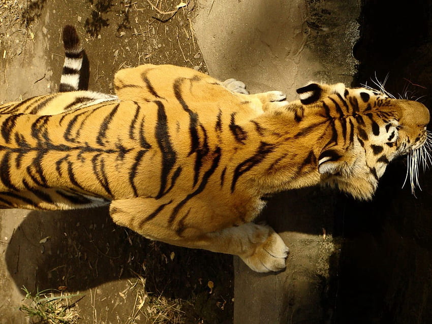 Animals, Striped, Big Cat, Tiger, Crawl HD wallpaper