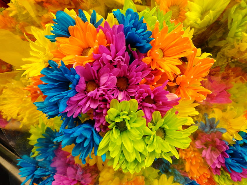 Rainbow Fowers, 다채로운, 자연, 꽃, 무지개 HD 월페이퍼