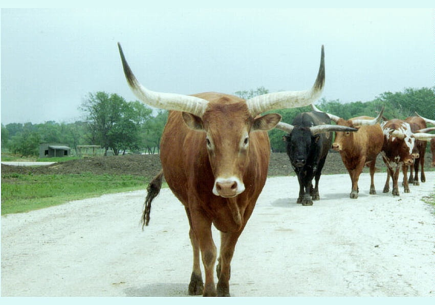 Kuh mit großen Hörnern, große Kuh, Kuh, Kühe, Bangladesch, Horn HD-Hintergrundbild
