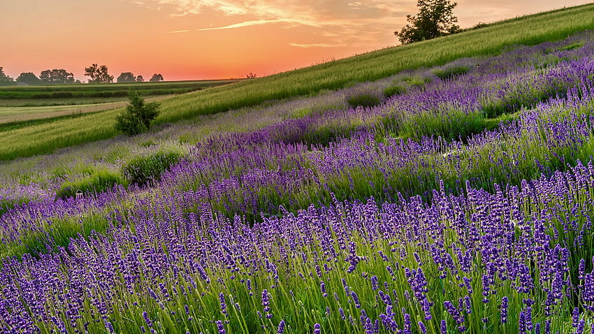 BLOOMING LAVENDER FIELDS at SUMMER SUNRISE from POLAND, wildflowers, nature, landscaoe, sunrise HD wallpaper