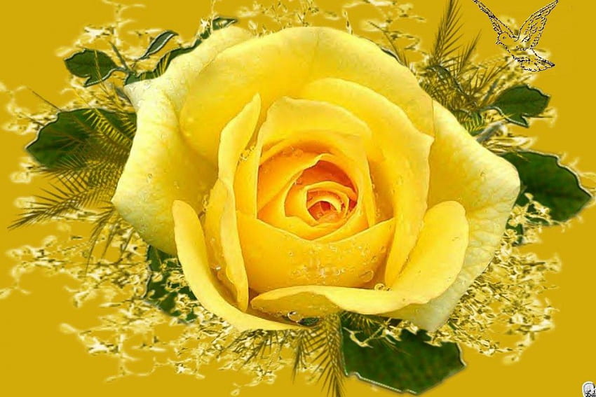 노란 장미, 장미, 꽃 HD 월페이퍼