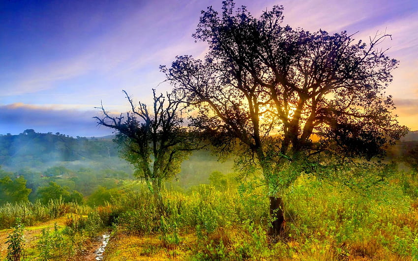 PIĘKNY RANEK, mgła, wzgórza, poranek, pole, drzewa, trawa, rosa, słońce Tapeta HD