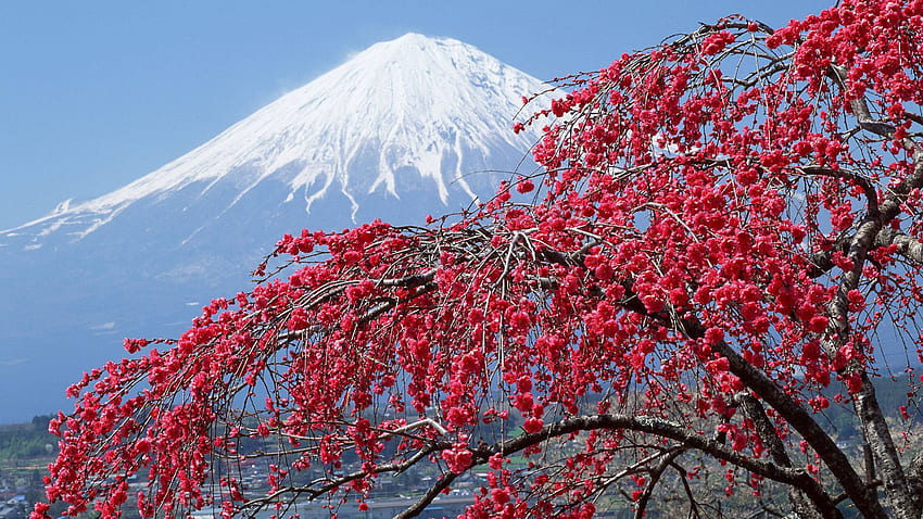 日本の春分、日本、桜 1440P 解像度、自然、背景、赤い桜 高画質の壁紙