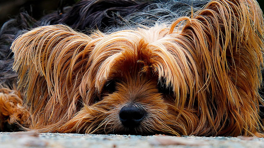 Hewan, Anjing, Moncong, Yorkshire Terrier, Shaggy Wallpaper HD