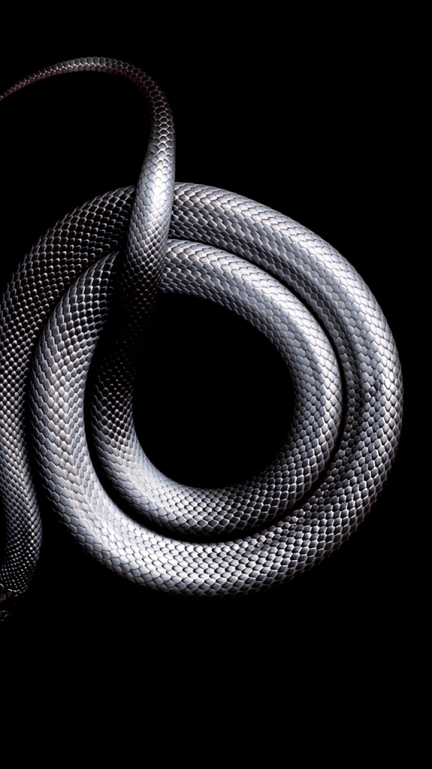 Red Bellied Black Snake HD Background Wallpaper 78285 - Baltana