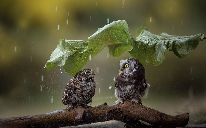 Owl, rain, wildlife, Owl Funny HD wallpaper