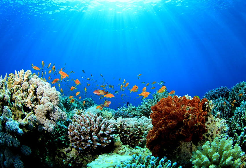 Rafy koralowe Tapeta HD