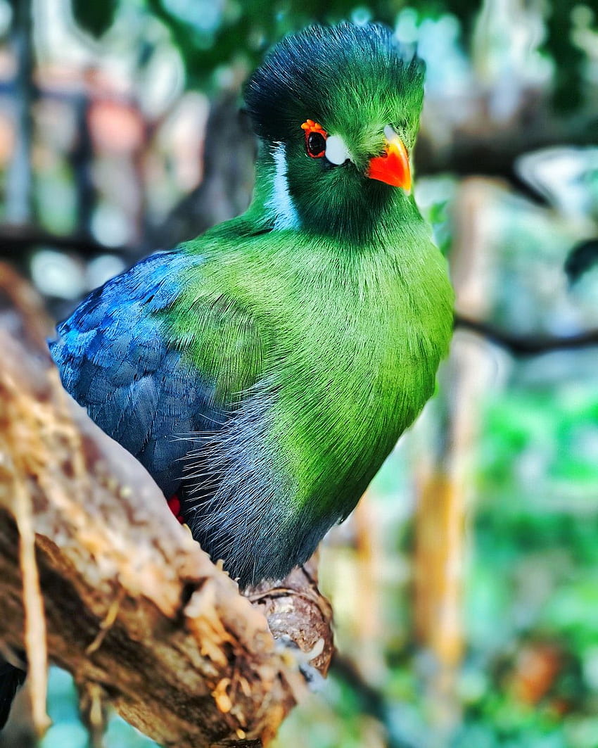 โฟกัสเฉพาะที่ของนกสีเขียวเกาะอยู่บนสีน้ำตาล นก วอลล์เปเปอร์โทรศัพท์ HD