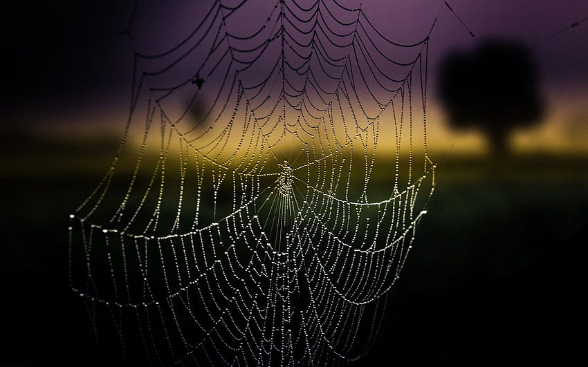 High Quality Spider Web Background . Full, Cartoon Spider Web HD wallpaper