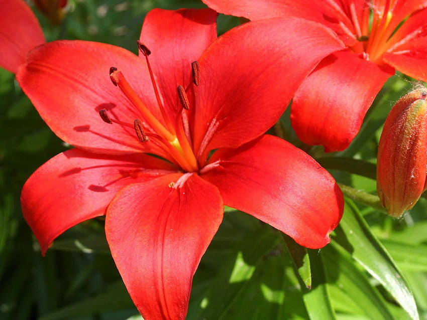 Asiatic Lily Flowers dan untuk [] untuk , Ponsel & Tablet Anda. Jelajahi Bunga Lily. Perbatasan Calla Lily, Bunga Lili Ungu, Lily Merah Wallpaper HD