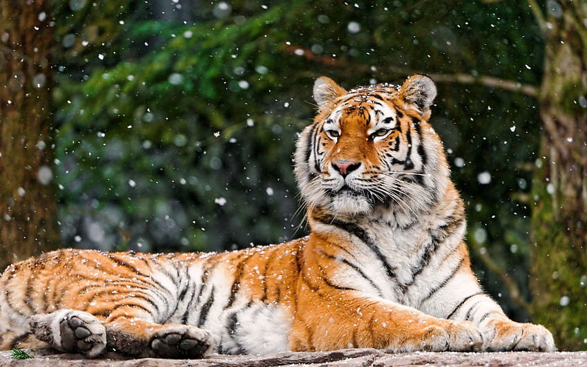 動物, 雪, 横になる, うそをつく, プレデター, タイガー 高画質の壁紙