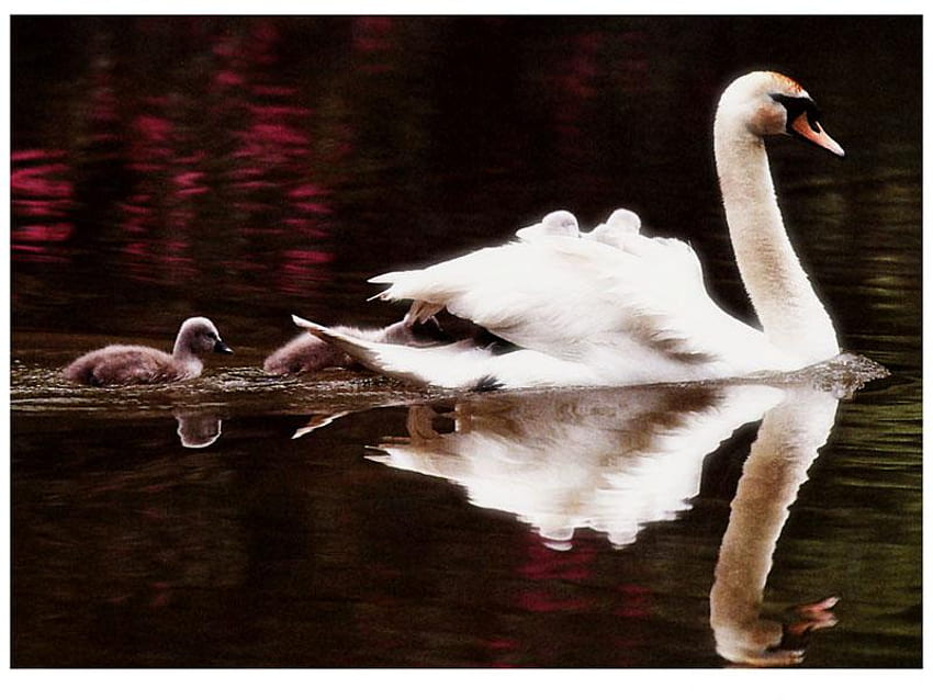 swans, white, reflection, animals, mom, lake HD wallpaper