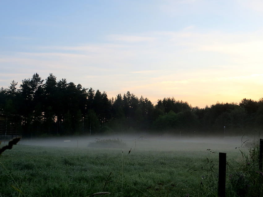 nebbia al mattino, estate, nebbia, erba, mattina Sfondo HD