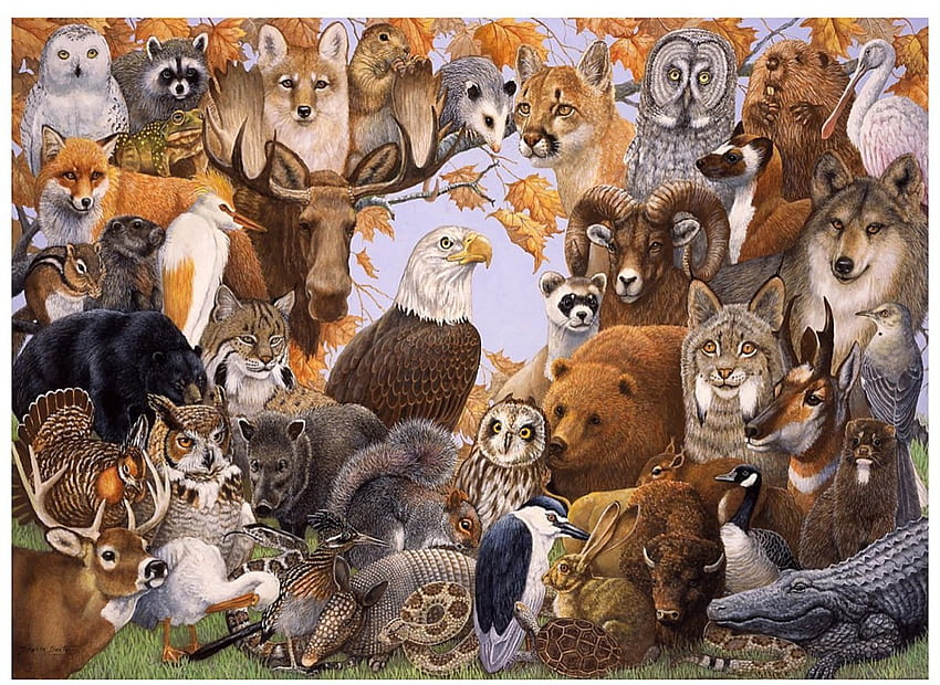 WILD ANIMALS, WILD, BEARS, OWLS, AMERICA, NORTH, ANIMALS, EAGLES HD  wallpaper | Pxfuel