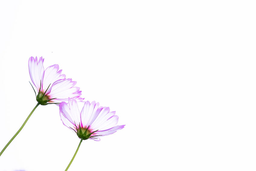 Vektor, Blumen, Kunst, Blütenblätter, Kosmeya, Kosmos HD-Hintergrundbild