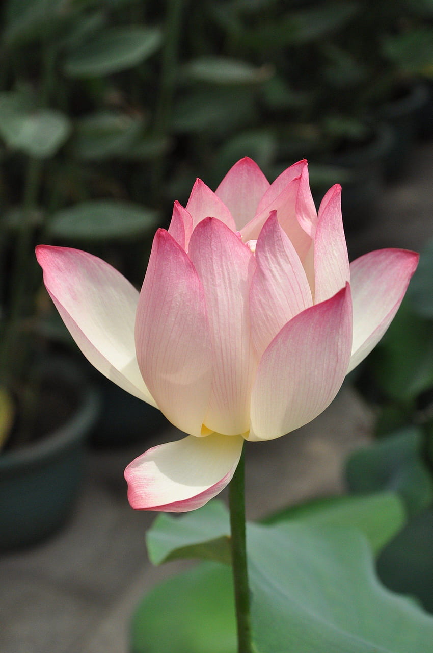 / lotus pink lotus flower plant flowers HD phone wallpaper