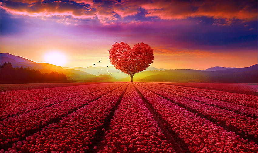 Love heart, Tree, Flower garden, Heart tree, Sunrise, Sunrise Trees HD wallpaper