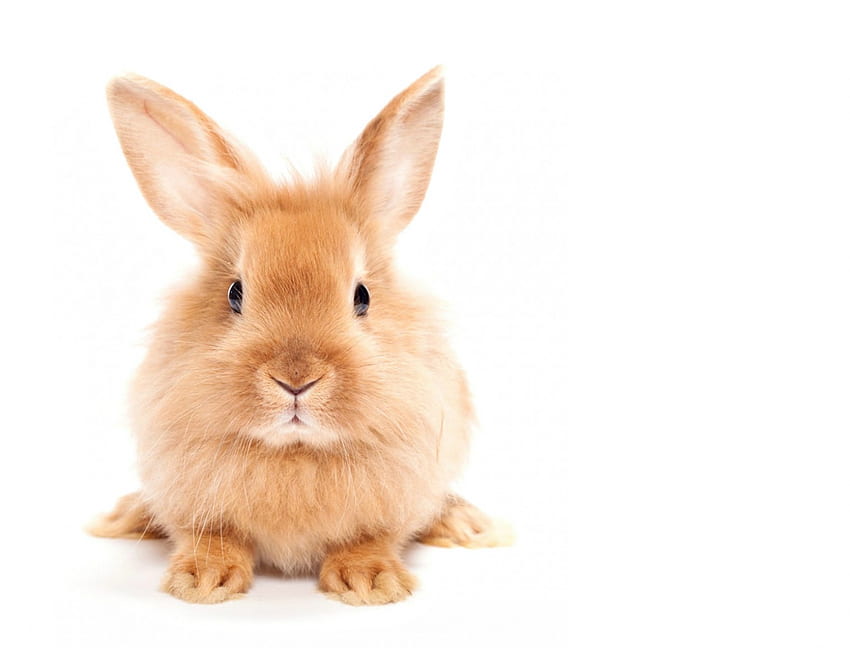 Bunny, animal, white, iepuras, cute, easter, rabbot, rodent HD wallpaper