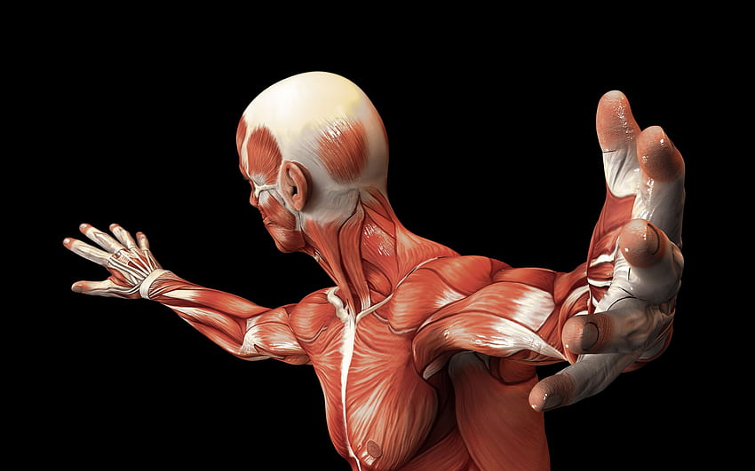 músculo del ser humano, anatomía, ciencia fondo de pantalla
