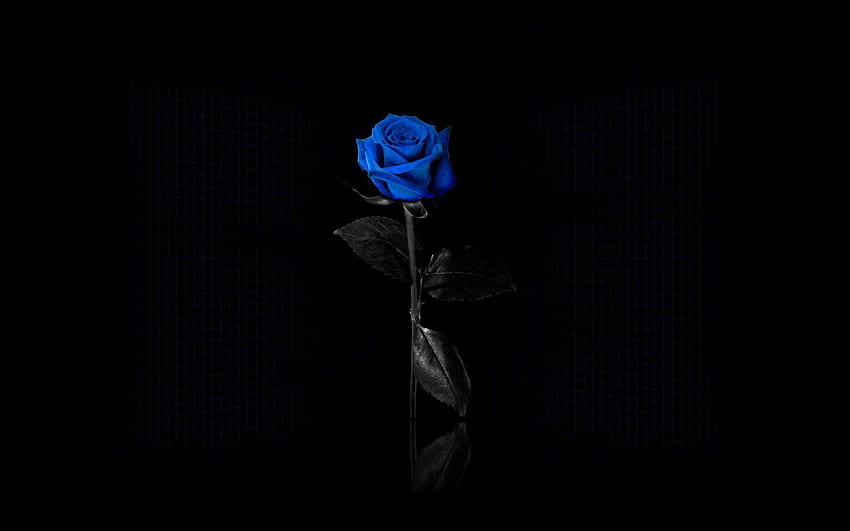 darkness, blue rose, minimalism, Minimalist Rose HD wallpaper