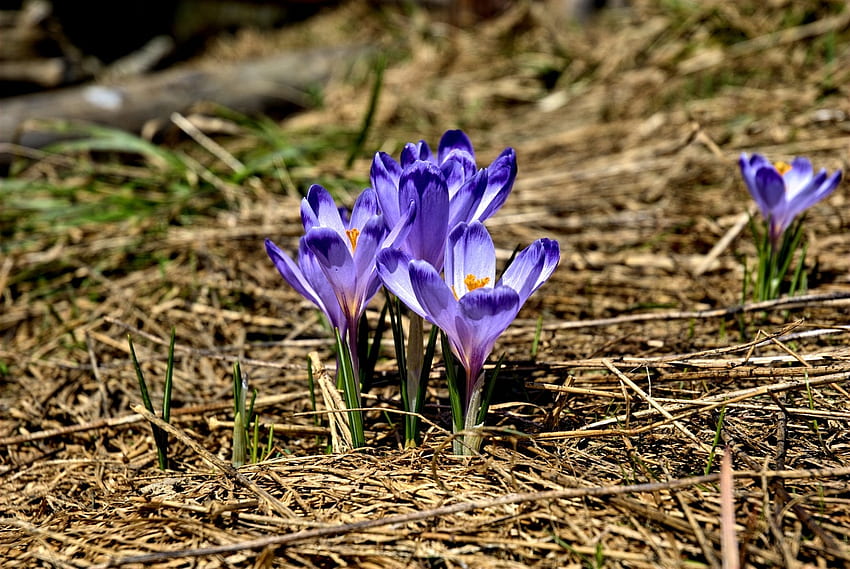 Krokus, blau, Blütenblätter, Blüten, Garten, Frühling HD-Hintergrundbild