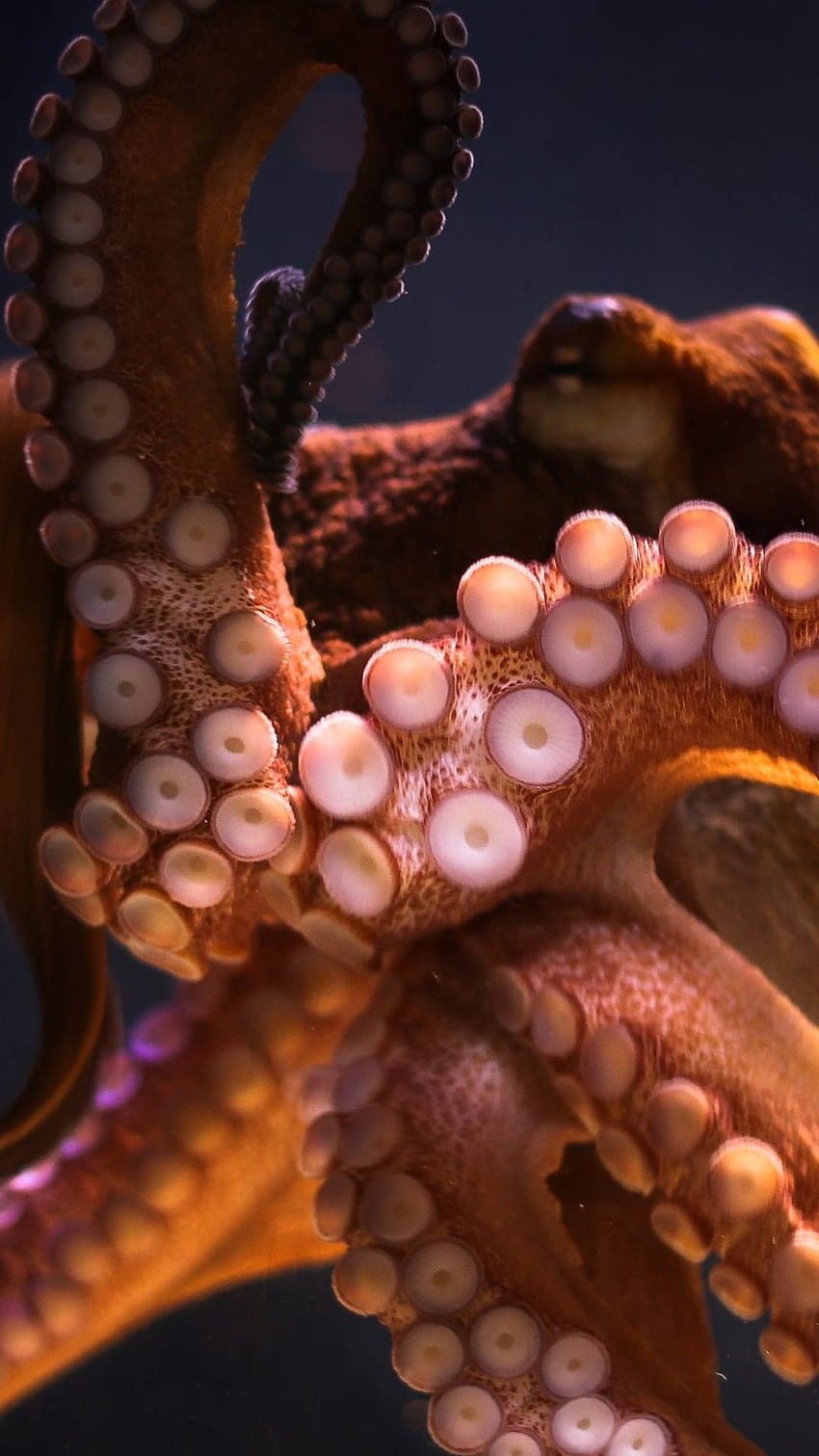 Animal Octopus () HD phone wallpaper