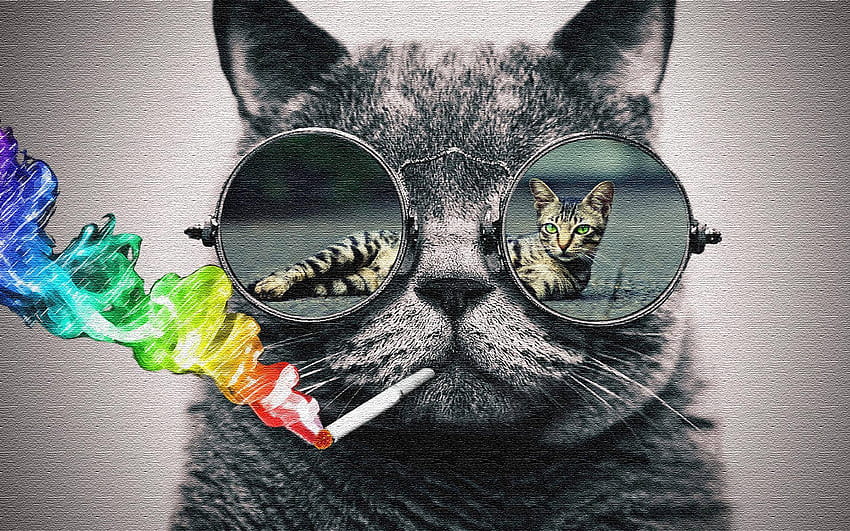 Chat avec des lunettes de soleil (hop) - classez-les s'il vous plaît - Album sur Imgur, Cat Wearing Glasses Fond d'écran HD