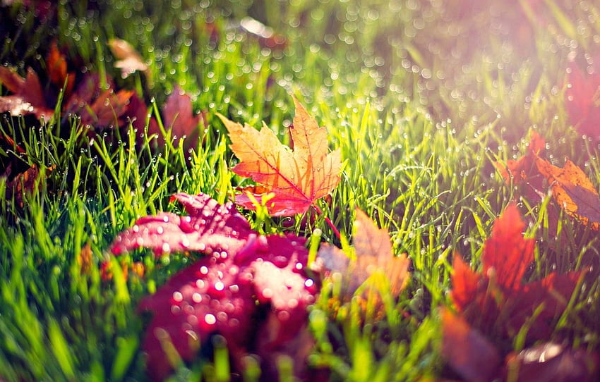 есен, листа, сутрин, роса за , раздел природа HD тапет