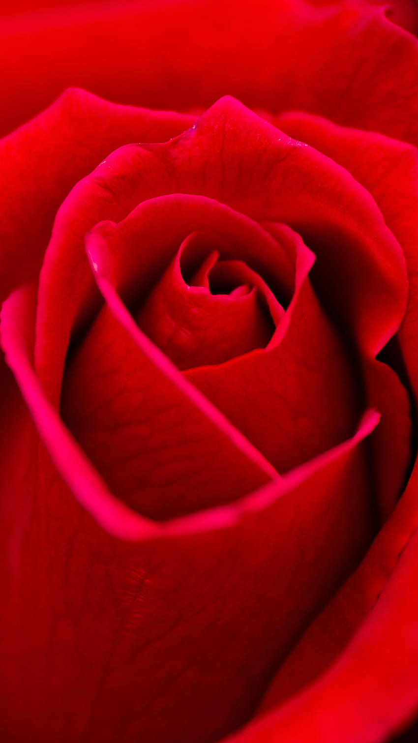 Red rose , rose, garden roses, red, petal, flower - Use, Beautiful Red Rose  HD phone wallpaper | Pxfuel