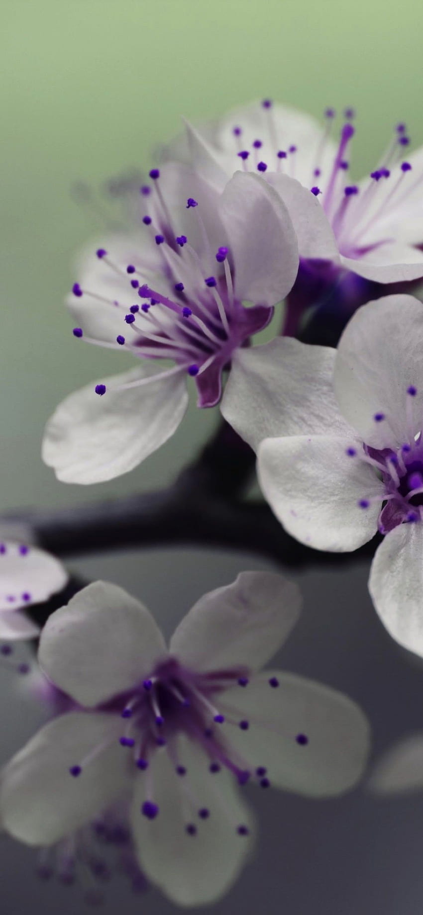 Plant flowers white purple. .sc iPhone XS Max HD phone wallpaper