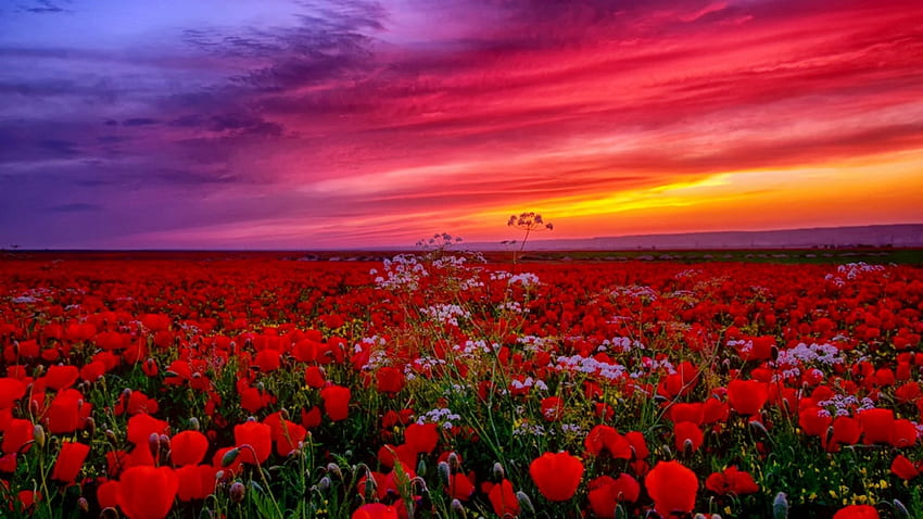 Beautiful Flowers... :), Beautiful, Flowers, Nature, sunset, sunrise HD wallpaper