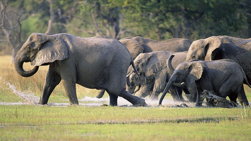 Zwierzęta, trawa, słonie, stado, bieg, ucieczka, tupanie Tapeta HD