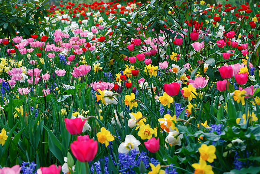 Primavera, fiori, tulipani, narcisi, bellezza, Polyana, radura Sfondo HD