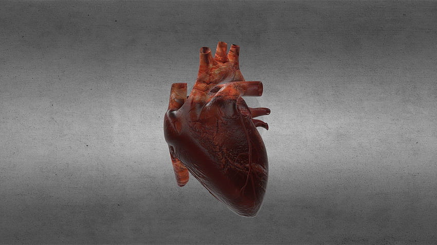 인간의 심장 해부학 - 로열티 구매 3D 모델 HD 월페이퍼