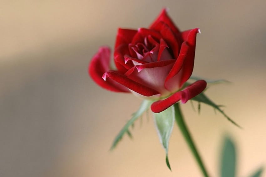 Red rose, flowers, roses HD wallpaper