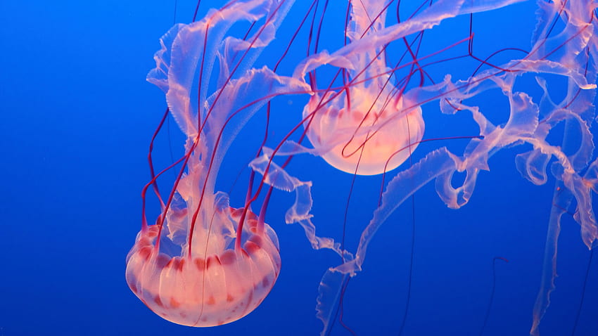 Pink Jellyfish, Monterey Bay Aquarium, diving, tourism, Travel HD wallpaper