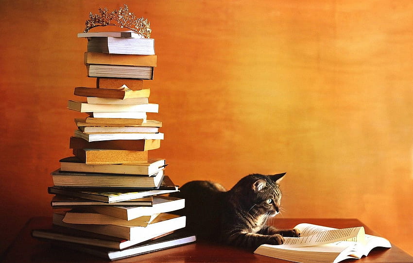 autumn, cat, orange, table, grey, wall, books, mountain, crown, top, book, stack, striped, a lot, Kote, 1 Sep for , section кошки HD wallpaper