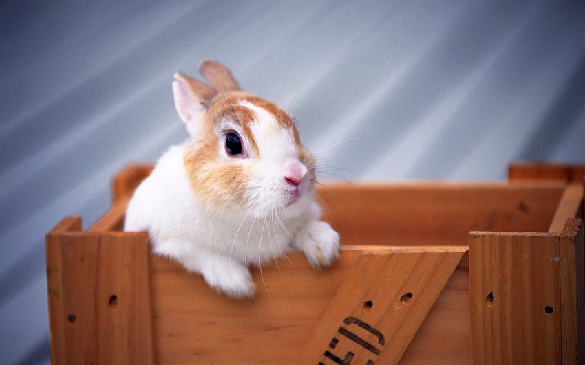 Kelinci Paskah, kelinci, imut, paskah, hewan pengerat Wallpaper HD