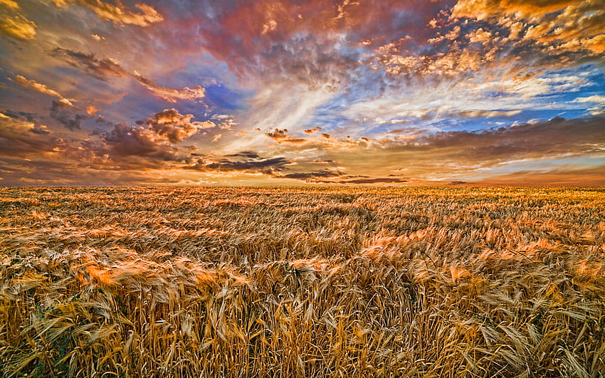 campo di grano, nuvole, estate, grano maturo, campi, bella natura, grano, R Sfondo HD
